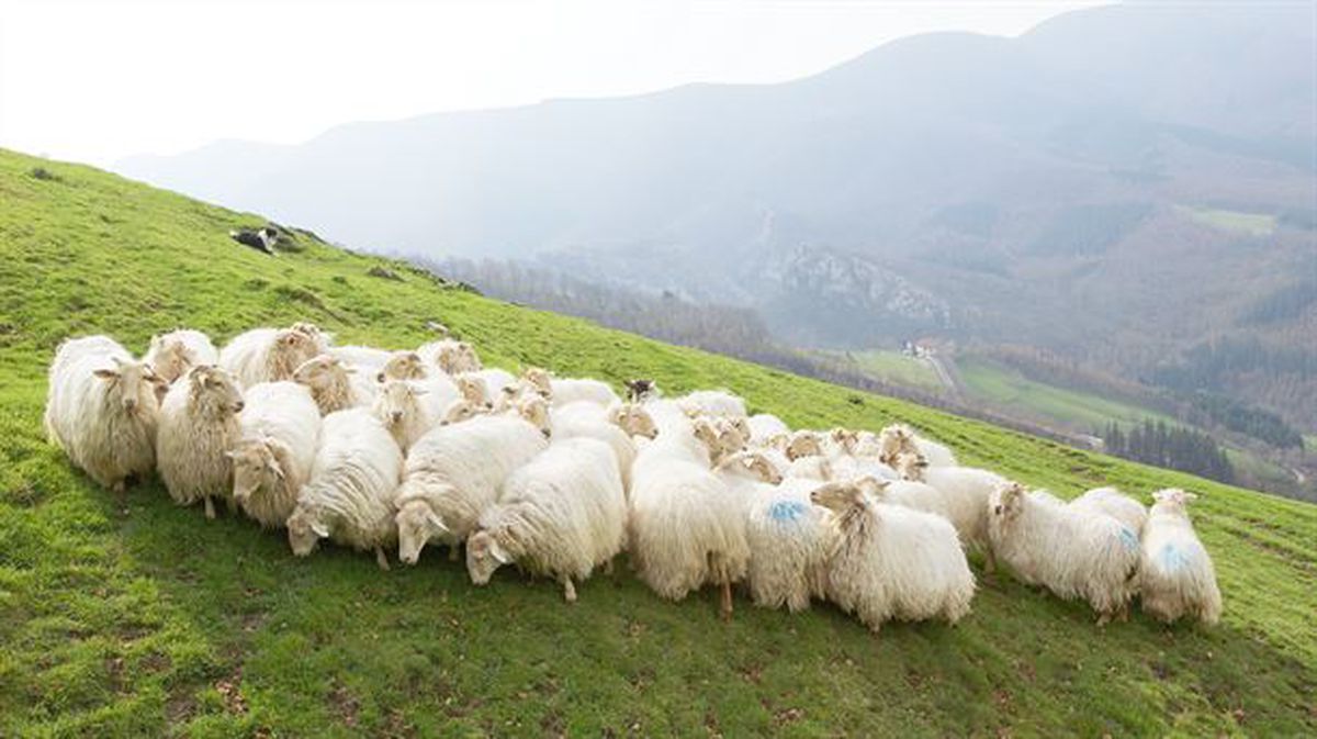Imagen de un rebaño de oveja Latxa.