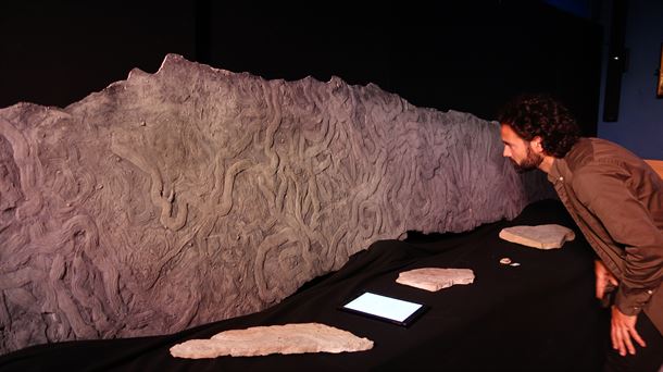 Un icnofósil de 53 millones de años y Harald, el último vikingo