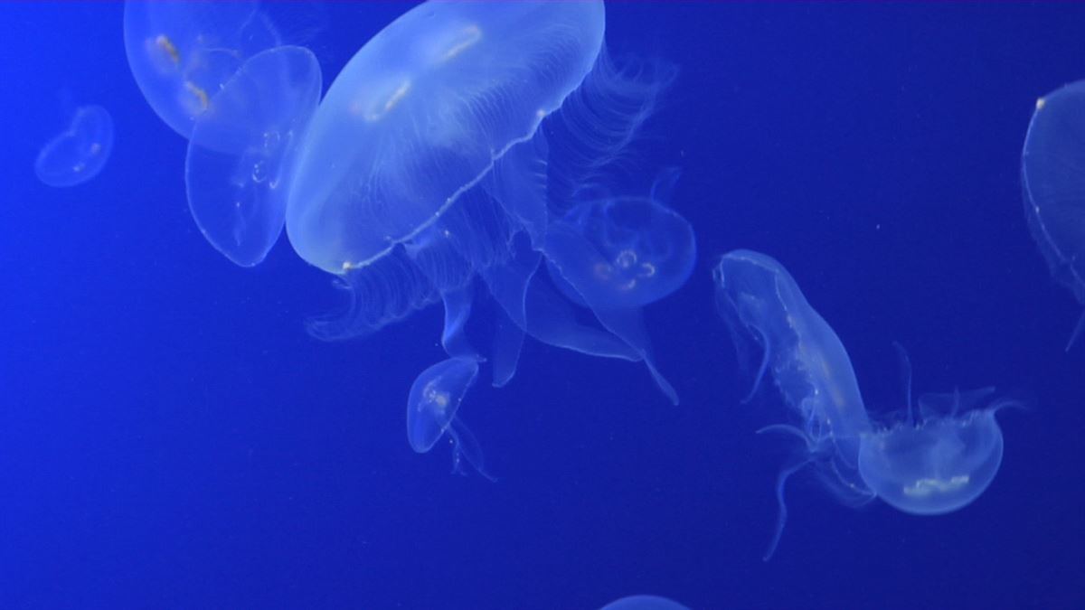 Imagen de medusas en el Aquarium de Donostia