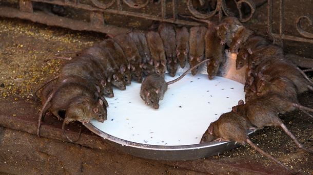 Las ratas sagradas del templo de Karni Mata. Wikimedia Commons