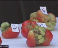 Lehiaketa bitxia: Tuterako tomate itsusiena aukeratu dute aurten ere