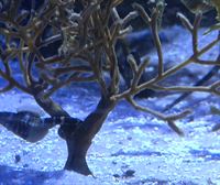 El Aquarium de Donostia exhibe una veintena de caballitos de mar barrigudos