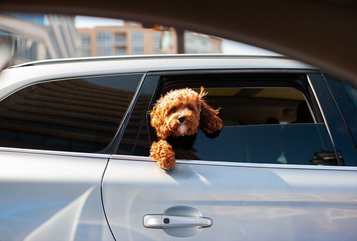 Un perro dentro de un coche. Foto: Pixabay.