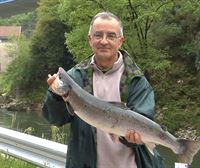 El salmón llega donde nunca antes en Navarra gracias a la eliminación de una antigua presa en Iparralde
