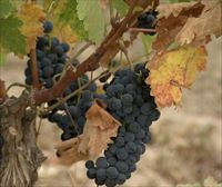 El Gobierno Vasco no recurrirá la suspensión del permiso a Viñedos de Álava para comercializar sus vinos