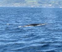 12 metroko balea batek Urdaibaiko Biosfera Erreserba bisitatu du