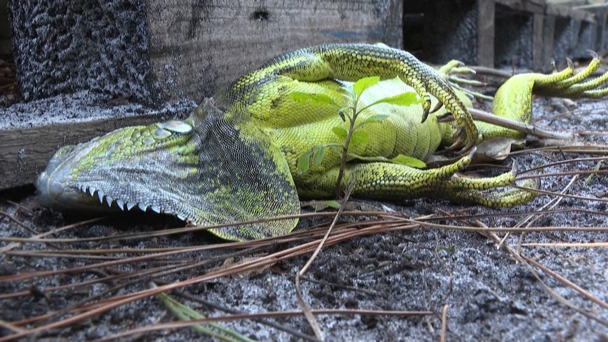 Iguanak izoztuta Floridan, Elliot ekaitzaren ondorioz 