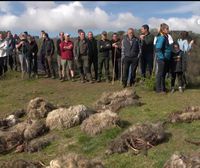 Los ganaderos de Urkabustaiz organizan una batida para ahuyentar a los lobos