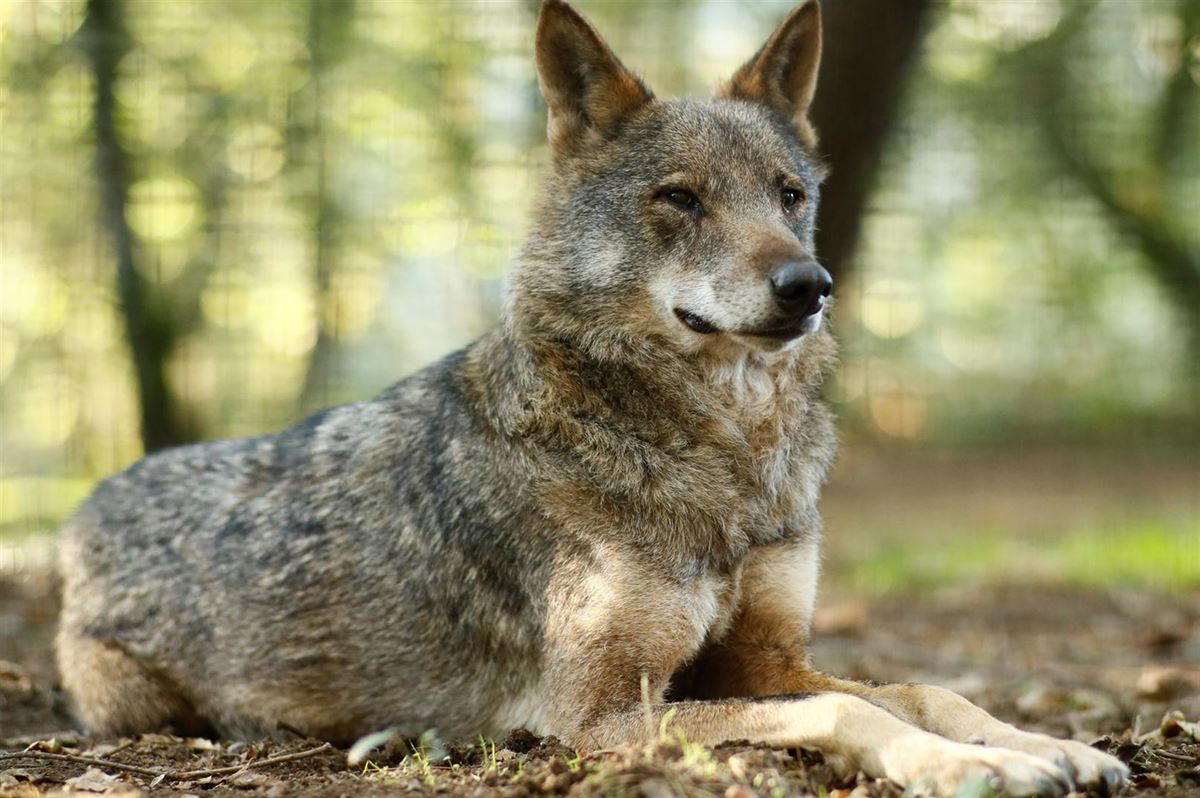 Un ejemplar de lobo. Foto: EFE