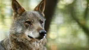 Un ejemplar de lobo ibérico. Foto: EFE