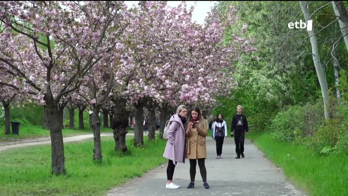 Gente paseando bajo los cerezos en flor