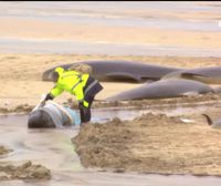 Aparecen muertas más de 50 ballenas en Escocia al sufrir un varamiento masivo