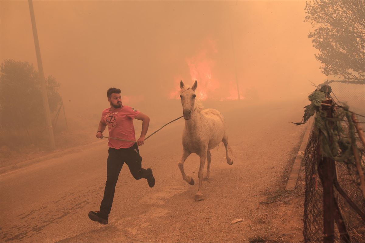 Un ganadero corre para evacuar a uno de sus caballos cerca de Atenas Foto: EFE.