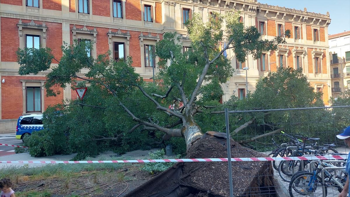 Imagen del árbol caído en el Paseo de Sarasate, junto a las bicicletas. Foto: Radio Euskadi.