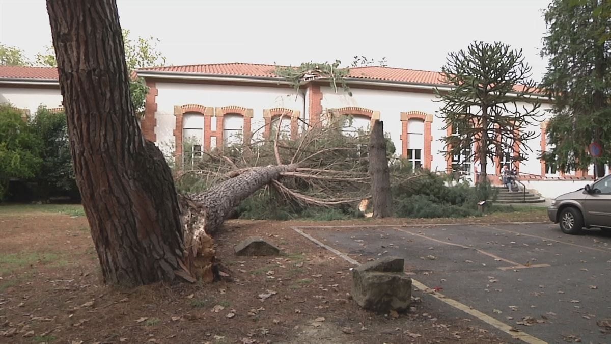 El árbol derribado. Imagen obtenida de un vídeo de EITB Media.