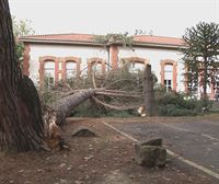 Un árbol de gran tamaño ha sido derribado por la DANA en Pamplona