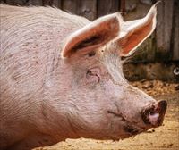 Logran cultivar riñones embrionarios humanizados en cerdos durante 28 días