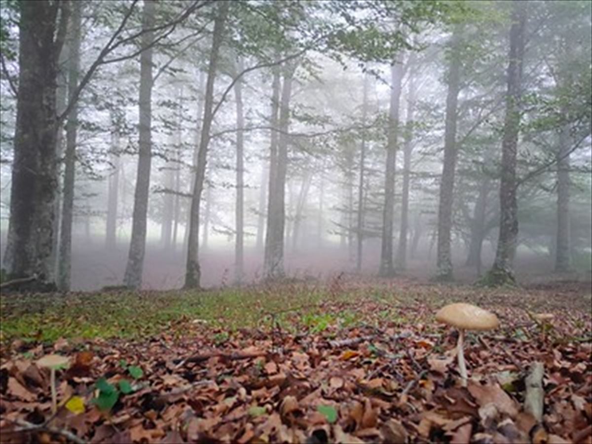Ambiente otoñal en el bosque de Urbasa, esta mañana. Foto: Flickr