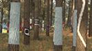 El nuevo Bosque de Oma ya está abierto al público en Kortezubi
