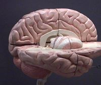 Modelos de envejecimiento del cerebro. Organoides para estudiar el Parkinson. Un semiconductor muy veloz