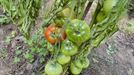 El tomate español, ¿incomible o imbatible?