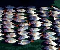 Incautan 60 besugos inmaduros pescados por un barco cerca del cabo Higer (Hondarribia)