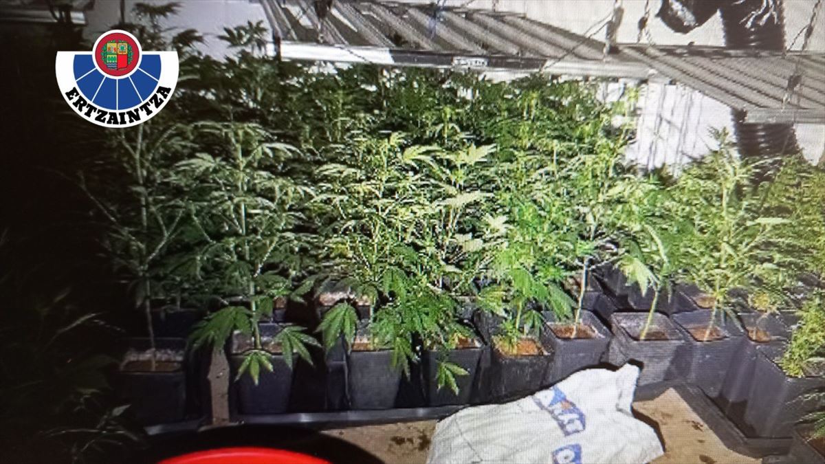 Dos hombres detenidos tras localizar la Ertzaintza 400 plantas de marihuana