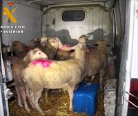 Desmantelan un grupo dedicado al robo de ganado en varias zonas de Navarra y detienen a tres personas