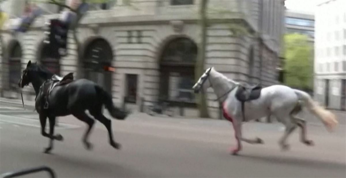 Dos de los caballos. Imagen obtenida de un vídeo de Reuters.