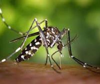 El Mosquito Tigre, un exótico invasor urbanita
