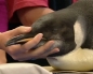Stranded penguin moved to New Zealand zoo for urgent treatment
 