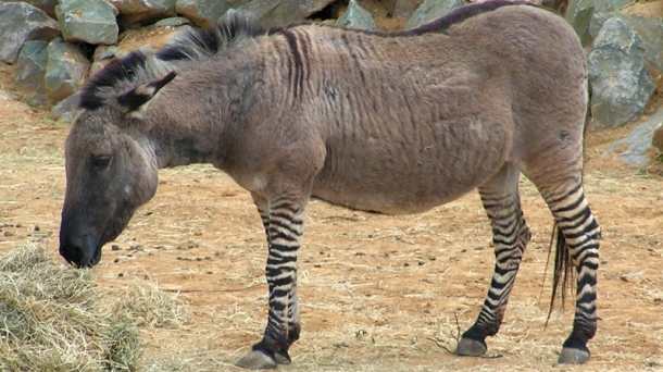 Zebra da oso eraman oneko animalia, baleak eta izurdeak ere bai     