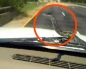 Snake appears on windscreen while car in motion