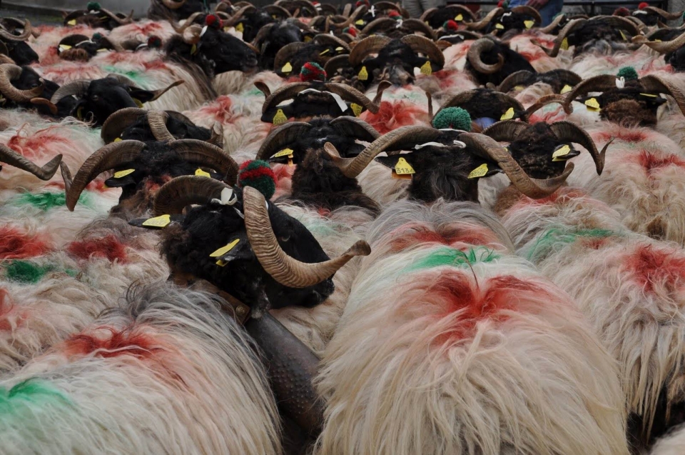 ''Monzon Pastorala'' Larraun. Argazkia: Manex Barace