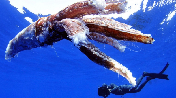 El mundo del calamar gigante