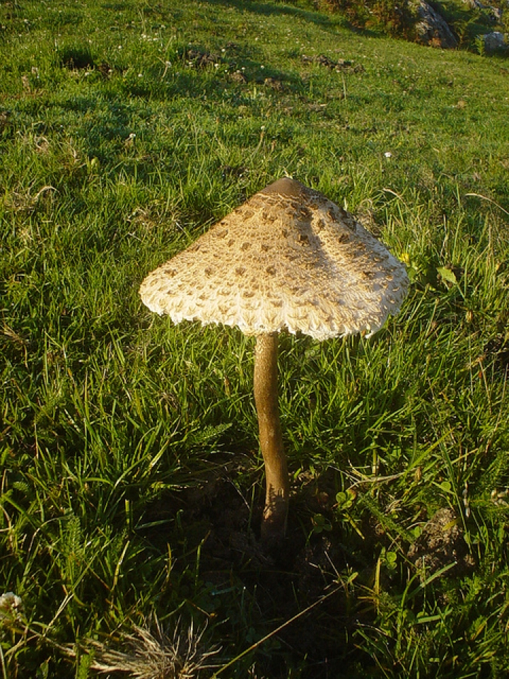 Foto: Alberto Zorrilla