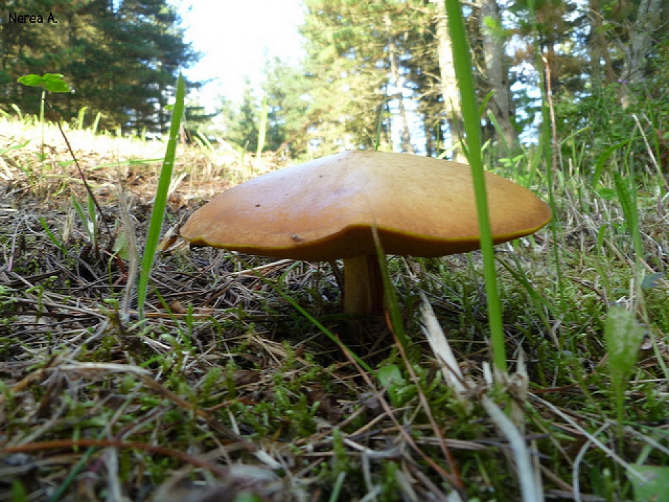 Foto: Nerea Ayarzaguena