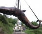 Sperm whale washed up in Zarautz buried by the authorities