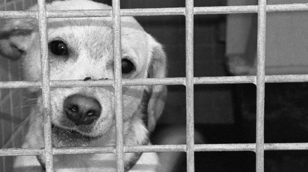 Kepa Tamames: 'Se mantiene el chabolismo de perros en Vitoria'