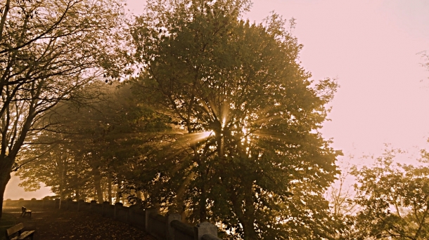 Mary Anning, petróleo en Elorrio e historia de los árboles