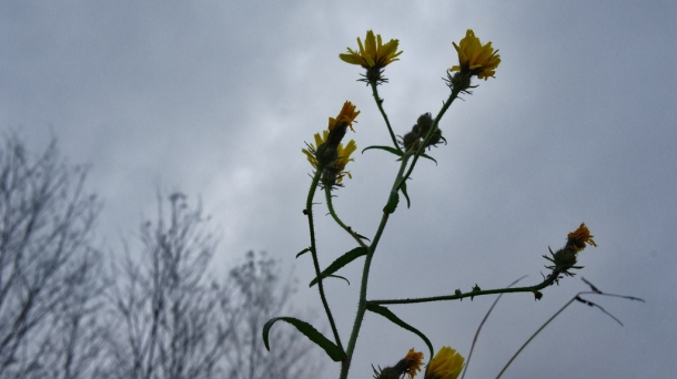 Udazkenean umorea suspertzeko aholkuak