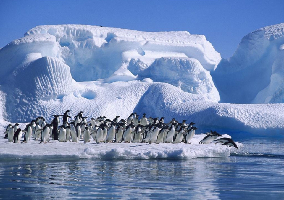 Pingüinos en la Antártida. Foto: taringa