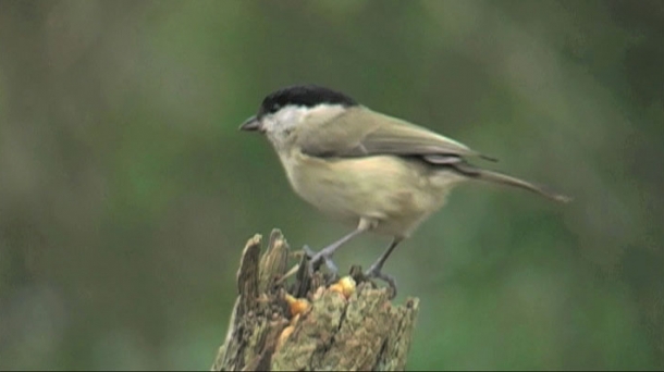 ¿Cómo se orientan las aves? y ''Las utopías pendientes''