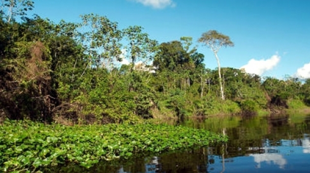Karmele Llano defiende las selva de Borneo
