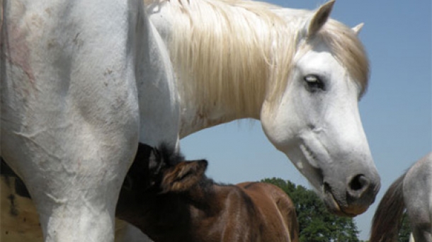La leche de yegua es buena contra la psoriasis