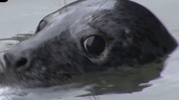 Itsas txakur asko agertu dira egunotan: Kontuz, basatiak izan daitezke