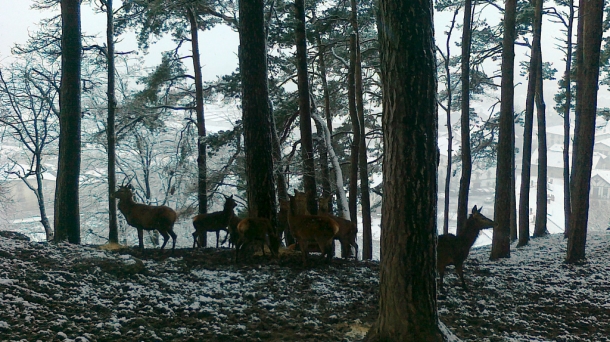 100 años del Plazaola
