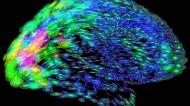 Ciencia: los misterios del cerebro