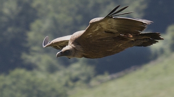 Un vautour dans la vallée du Baztan. Photo: Juan Lameirinhas