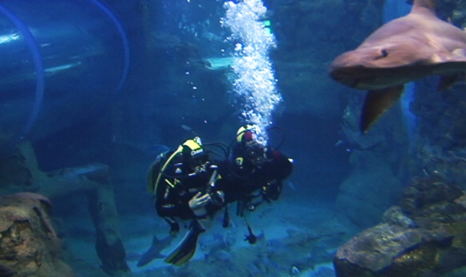 Eñaut Zubikarai se sumerge entre tiburones en el Aquarium